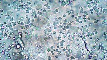 l'utilisation de la microscopie dans la recherche sur les amibes pour étudier les cellules vivantes en biologie