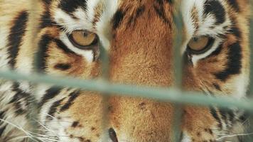 Tiger Stock Video Footage for Free Download Tiger Stock Video Footage for Free Download