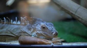 Green iguana in terrarium video