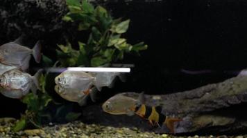 piranhas dans l'aquarium video