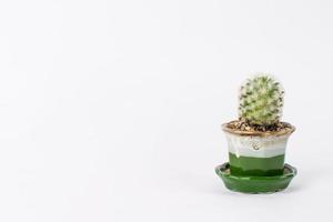 Cactus isolated on white background photo