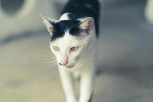 Black and white striped cat photo