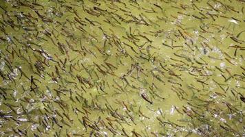 Fish Schools Swim Synchronized In The Breeding Pond video