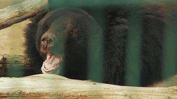 ussuri bear yawns video