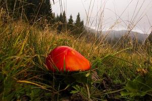 Red mushroom in a field photo