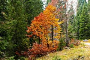 Autumn trees in Asiago photo