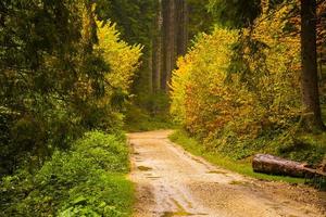 Dirt road in forest photo