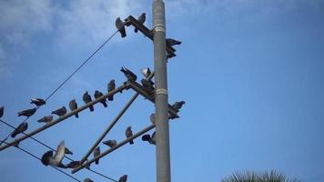 Toma de cámara lenta de palomas de la ciudad volando en metraje de poste de cables eléctricos video