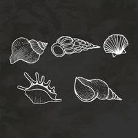 Sea Shell Collection Hand Drawn Retro Style Sketch Vintage Vector Illustration