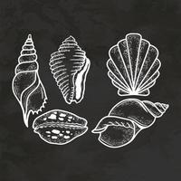 Hand Drawn Sea Shell Set Retro Style Sketch Vintage Vector Illustration