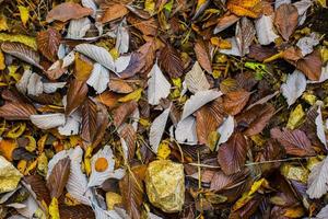 caen las hojas en el suelo