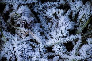 Ice on grass photo