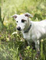 White dog breed Jack Russell Terrier