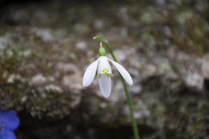 White snowdrop flower photo