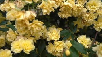 Dolly macro shot de rose sauvage jaune fleur de lierre dans le jardin close up video