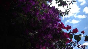 dolly shot di fiori rosa e viola sbocciano in giardino e nuvole del cielo sky