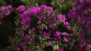 Dolly shot de fleurs roses et violettes fleurissent dans le jardin video