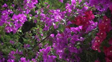 Dolly shot de flores rosadas y púrpuras en flor en el jardín