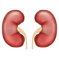 Vector realistic illustration of kidneys and urinary tract isolated on white background