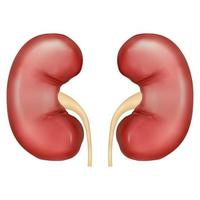 Vector realistic illustration of kidneys and urinary tract isolated on white background