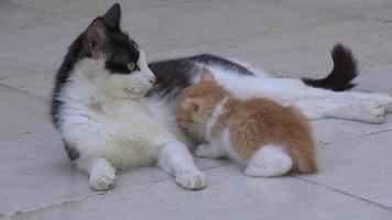 Stiefmutter Katze stillt ihr Kätzchen auf Betonboden video