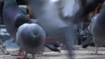 stormo di piccioni che volano e camminano sul pavimento di marmo video