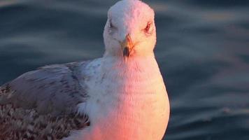 Primer plano de una curiosa gaviota mirando a la cámara en el metraje de la playa video