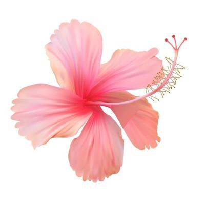 Hibiscus Background Vector Art, Icons, and Graphics for Free Download