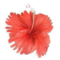 Red hibiscus flower isolated on white background vector