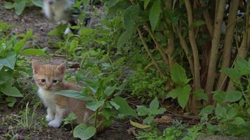nyfikna söta små katter som leker på gräset