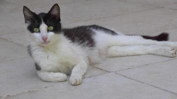 ängstliche Katze, die auf dem Betonboden-Filmmaterial herumschaut video