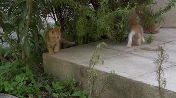 gatos curiosos e fofos brincando na grama