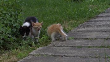 curiosos y lindos gatos jugando en la hierba video