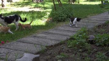 curiosos y lindos gatos jugando en la hierba video