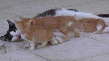 Madrastra gato amamantando a su gatito en piso de concreto