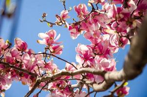Magnolia floreciente en flores de primavera en un árbol contra un cielo azul brillante foto
