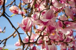 Magnolia floreciente en flores de primavera en un árbol contra un cielo azul brillante foto