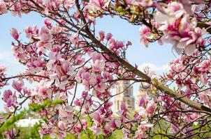 Magnolia floreciente en flores de primavera en un árbol contra un cielo azul brillante foto