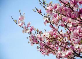 Magnolia floreciente en flores de primavera en un árbol contra un cielo azul brillante foto