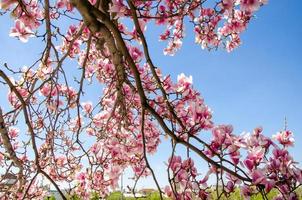 Blooming magnolia in spring flowers on a tree against a bright blue sky photo