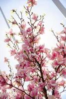 Magnolia floreciente en flores de primavera en un árbol contra un cielo azul brillante foto
