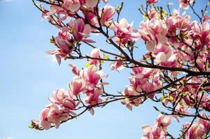 Magnolia floreciente en flores de primavera en un árbol contra un cielo azul brillante foto