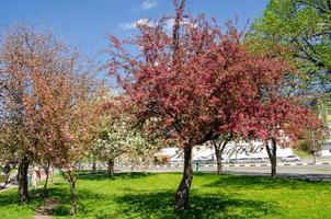 Red flowers of blooming apple tree in spring in the rays of sunlight photo