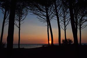 silueta de árboles cerca del cuerpo de agua durante la puesta de sol foto