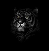 Portrait of a tiger head on a black background Vector illustration