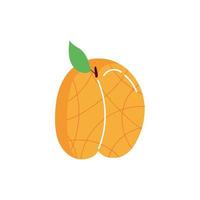 peach exotic fruit flat style vector