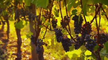 pinot noir-druiven in wijngaard bij zonsopgang, oregon. geschoten op rood episch voor hoge kwaliteit 4k, uhd, ultra hd-resolutie. video