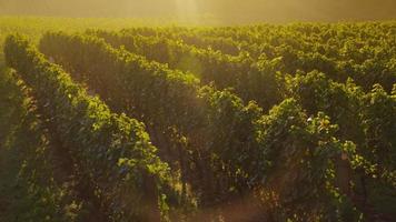 Beautiful vineyard at sunrise, Oregon. Shot on RED EPIC for high quality 4K, UHD, Ultra HD resolution. video