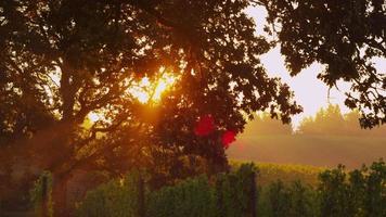 Sun shines through oak tree in vineyard at sunrise, Oregon. Shot on RED EPIC for high quality 4K, UHD, Ultra HD resolution. video