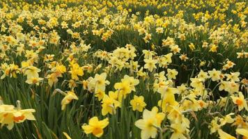 Field of daffodil flowers video